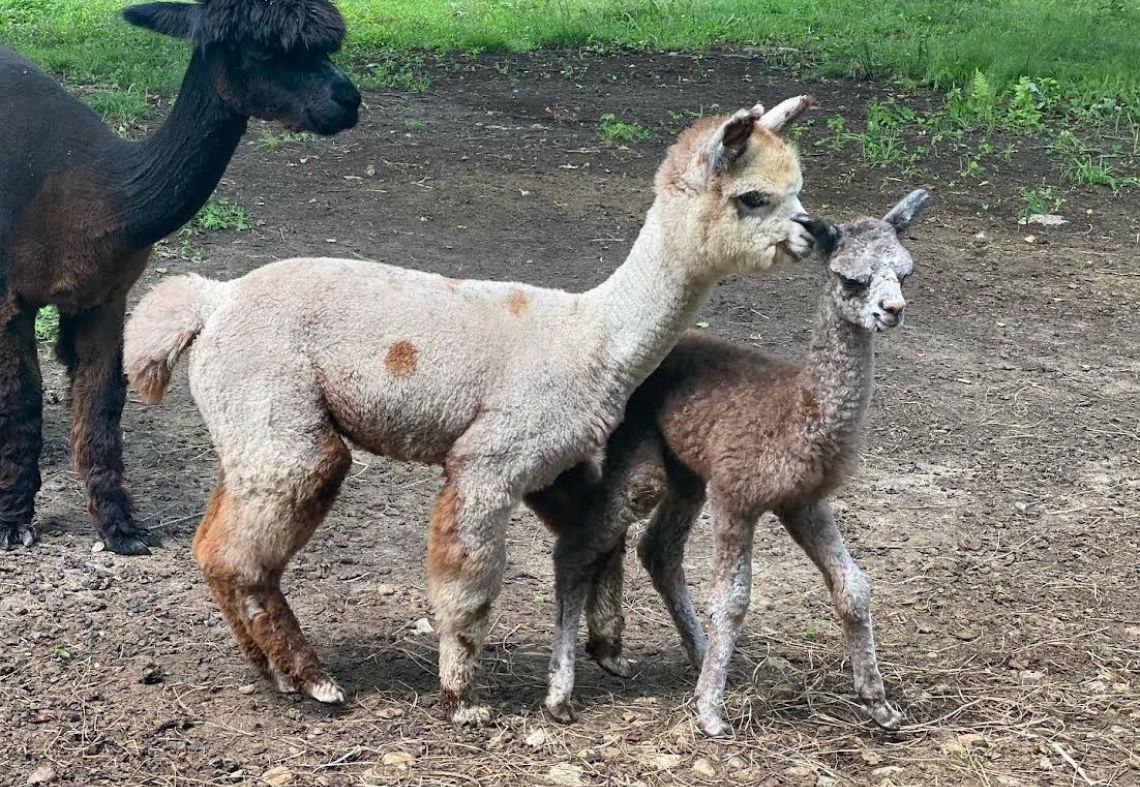 Membership Monday with Red Door Alpaca Farm