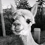 Adult • Black and White