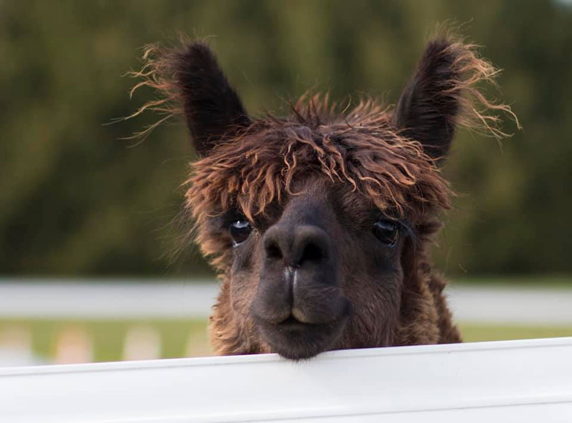 ACOV Accoyo Greyback's Gabriel (FOR SALE)