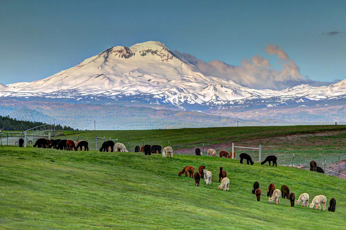 Alpaca Country Estates, LLC