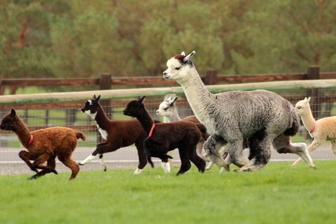 Alpaca Country Estates, LLC