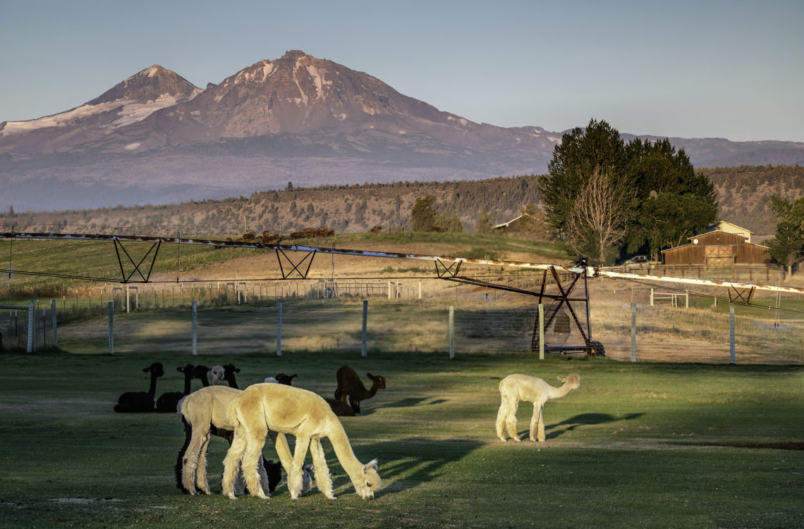 Alpaca Country Estates Ranch and B&B