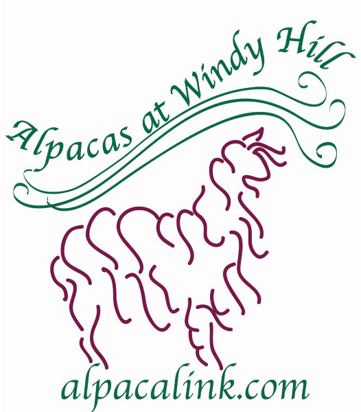 Alpacas at Windy Hill