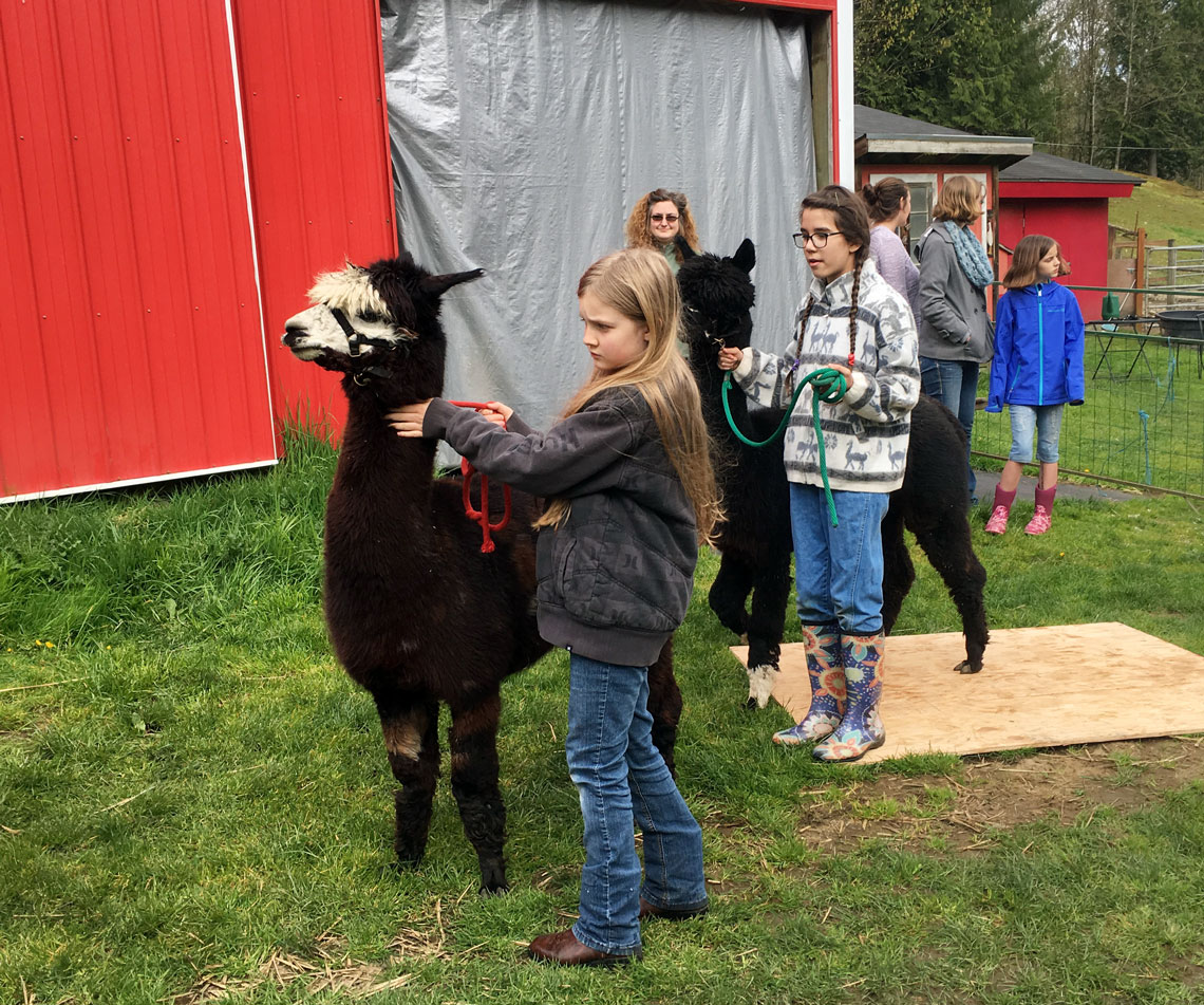 youth learning about alpaca care at Alpacas from MaRS