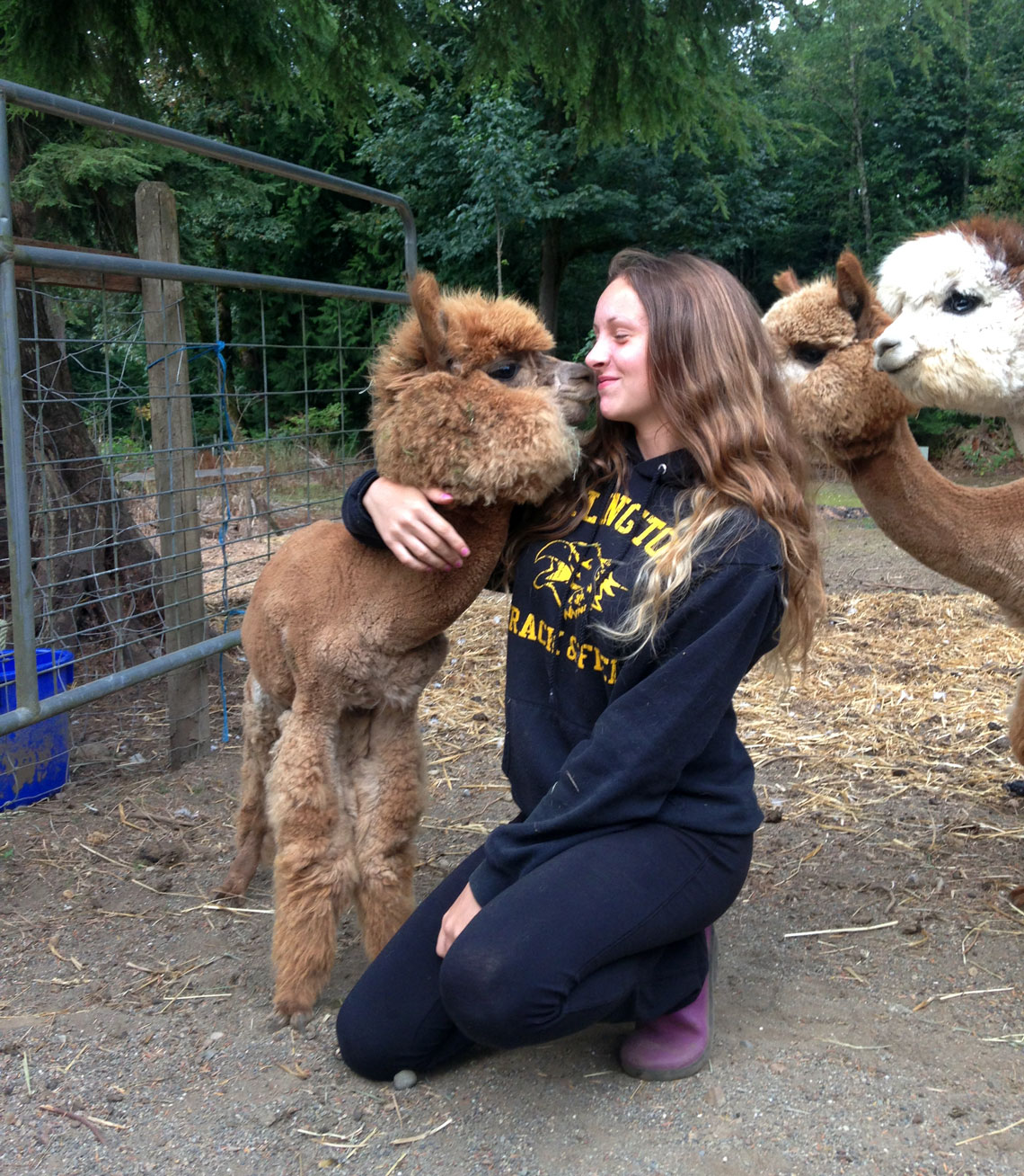 young girl bonding with an alpaca at Alpacas from MaRS