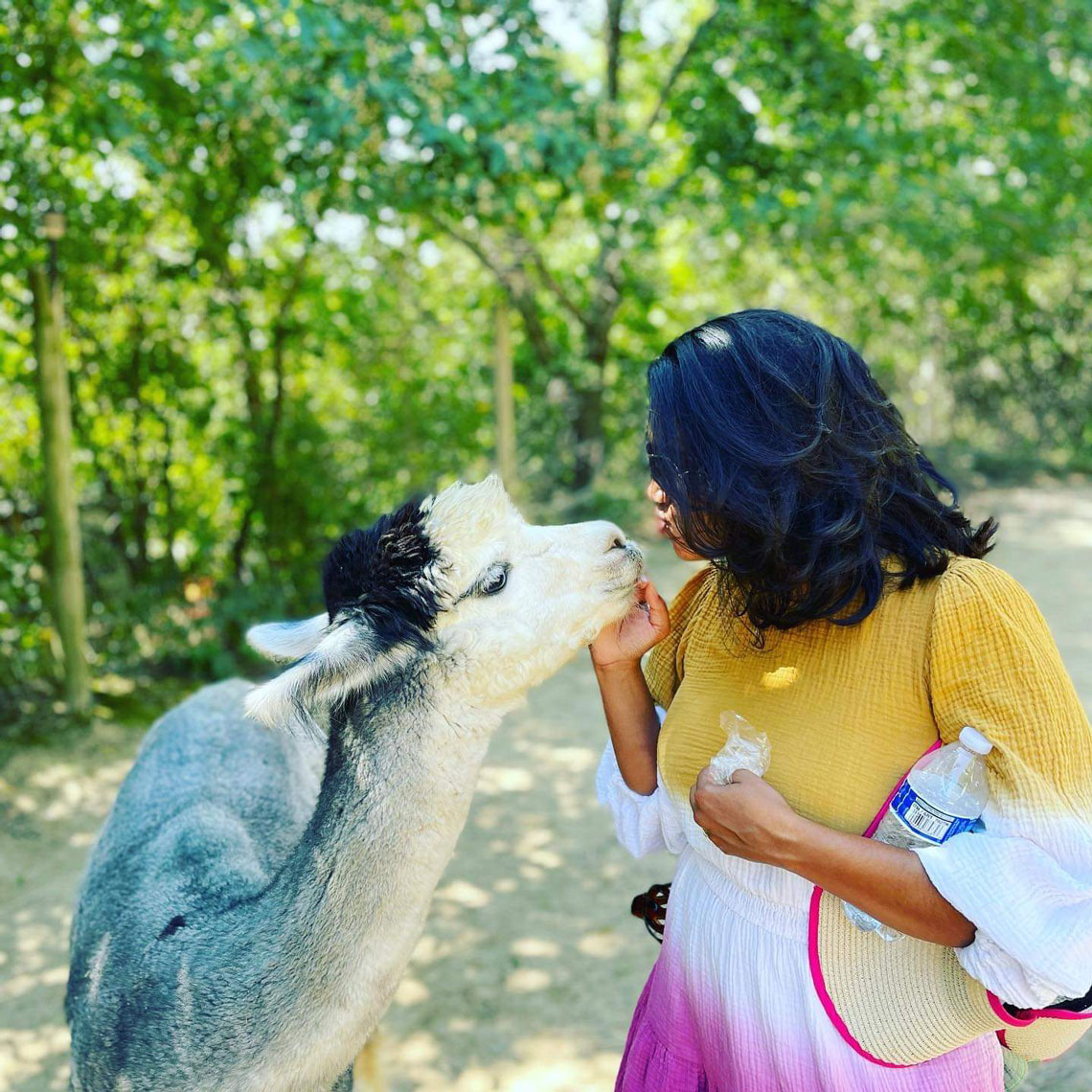 Visits to the Alpacas