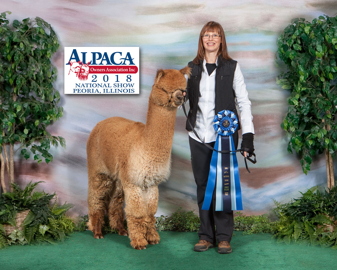 Show Quality Alpacas for Sale
