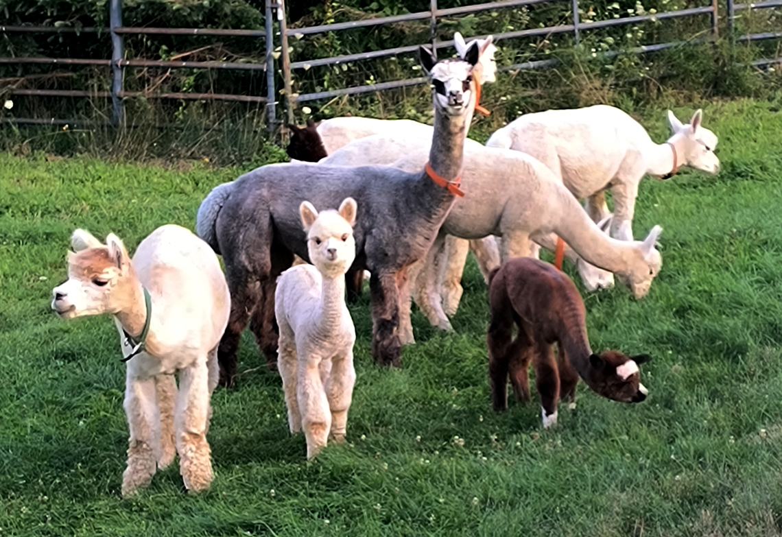 Lazy summer day with alpacas