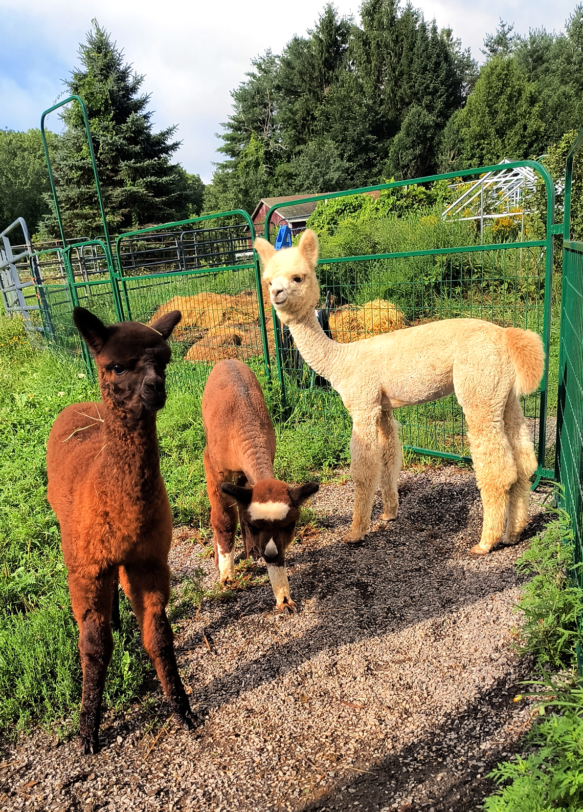 It's a cria gang