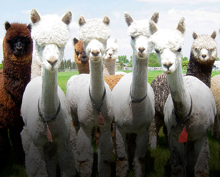 Amber Autumn Alpacas