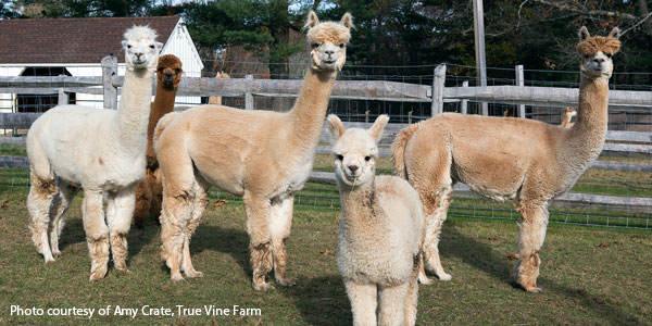 AlpacaGram 7.32 AlpacaGram 7.32