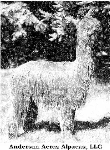 Anderson Acres Alpacas, LLC