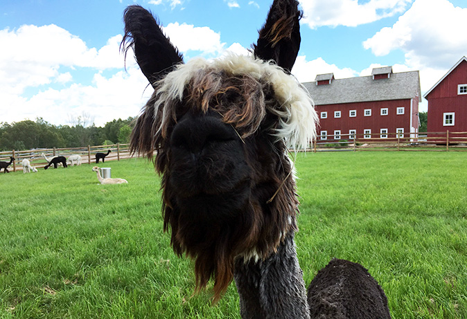 Applewood Lane Alpacas, Inc