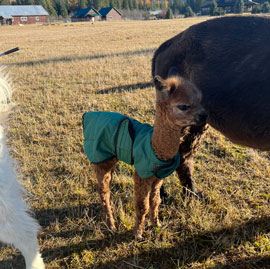 Aspen Alpaca Company Logo
