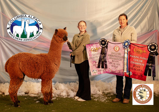 BADGER CANYON's Destined King