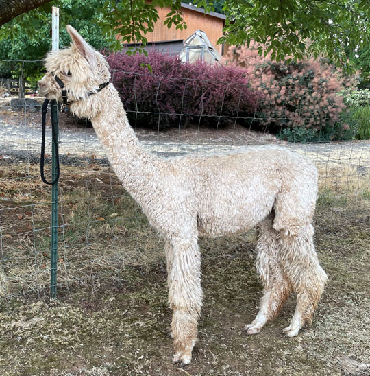 BIG TIMBER JOSEF'S JONATHAN