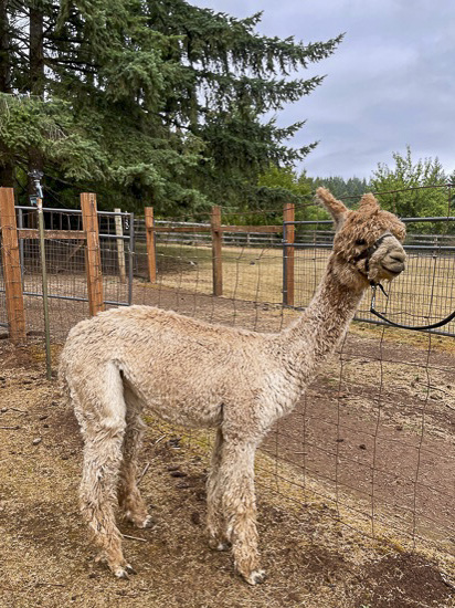 BIG TIMBER's JEDIDAH