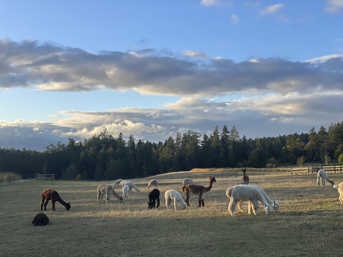 Magic Hour on the Farm