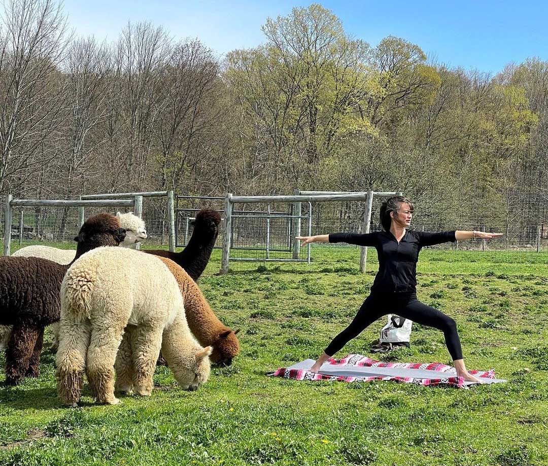 Weekend yoga with the alpacas at Buck Brook Alpacas
