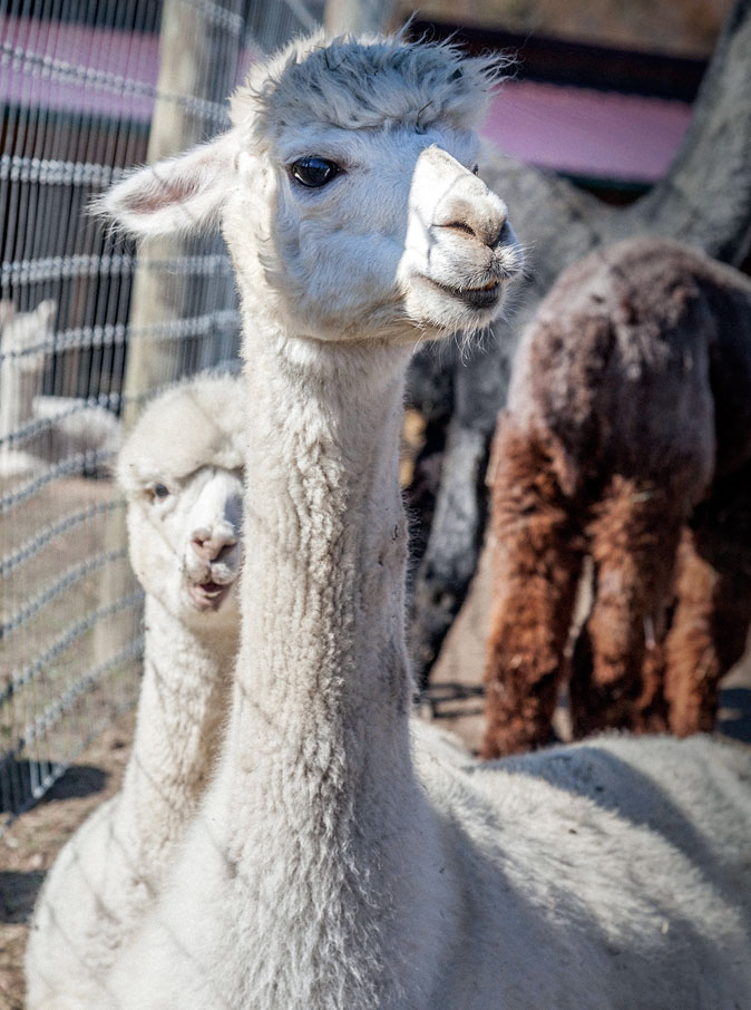 Buck Brook Alpacas