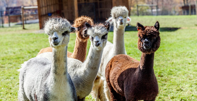Buck Brook Alpacas