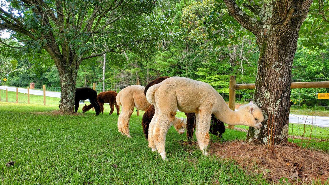 alpacas at Buddy's Alpaca Farm, LLC