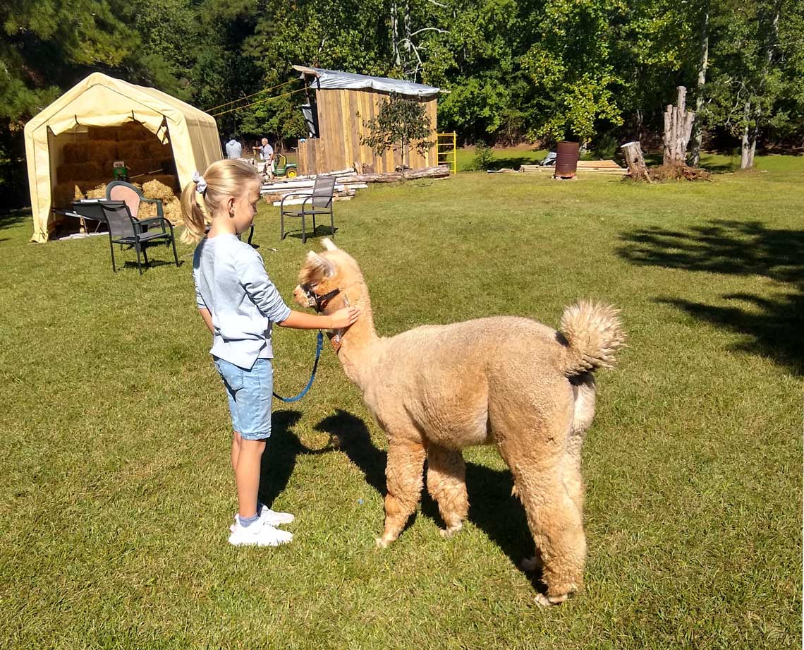 alpaca farm tours at Buddy's Alpaca Farm, LLC