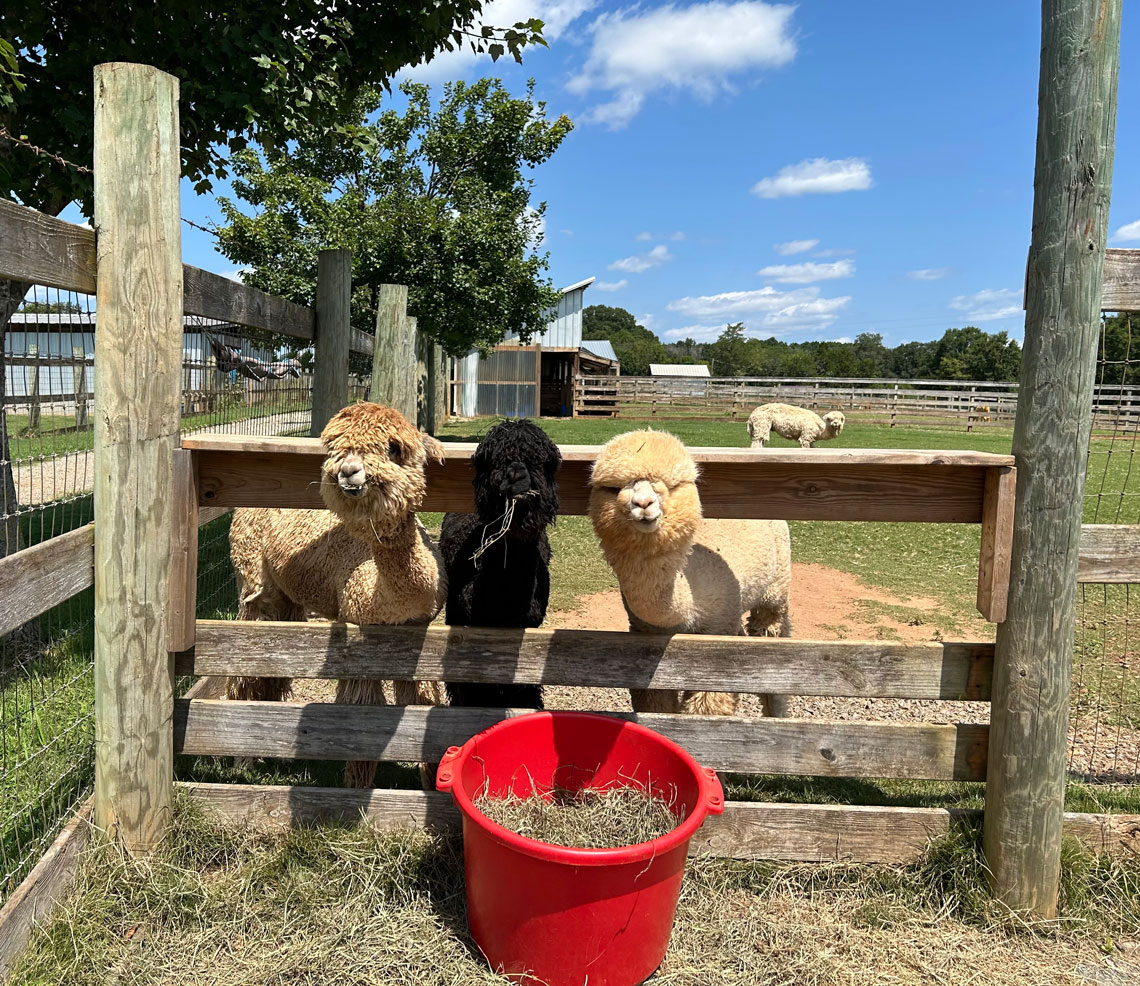 Finn, Sid, and Nash say Hi!