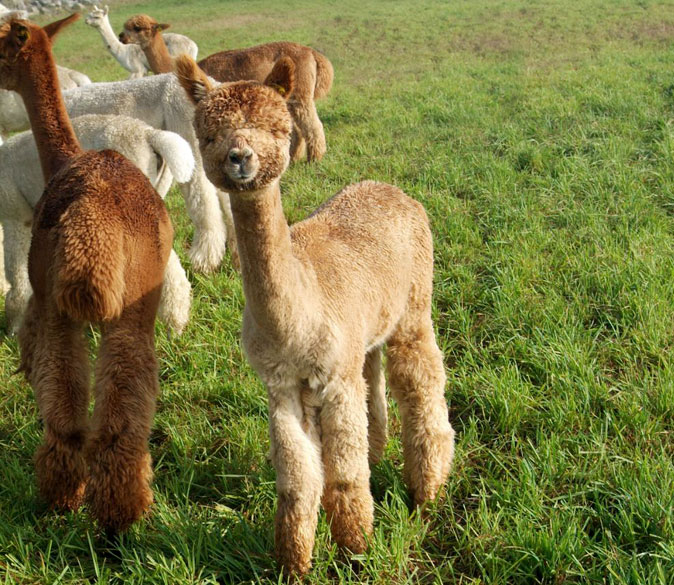 Cas-Cad-Nac Farm, LLC