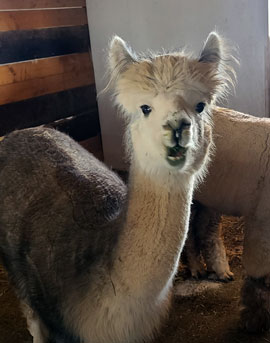 Casa Alpaca and Fiberworks Logo