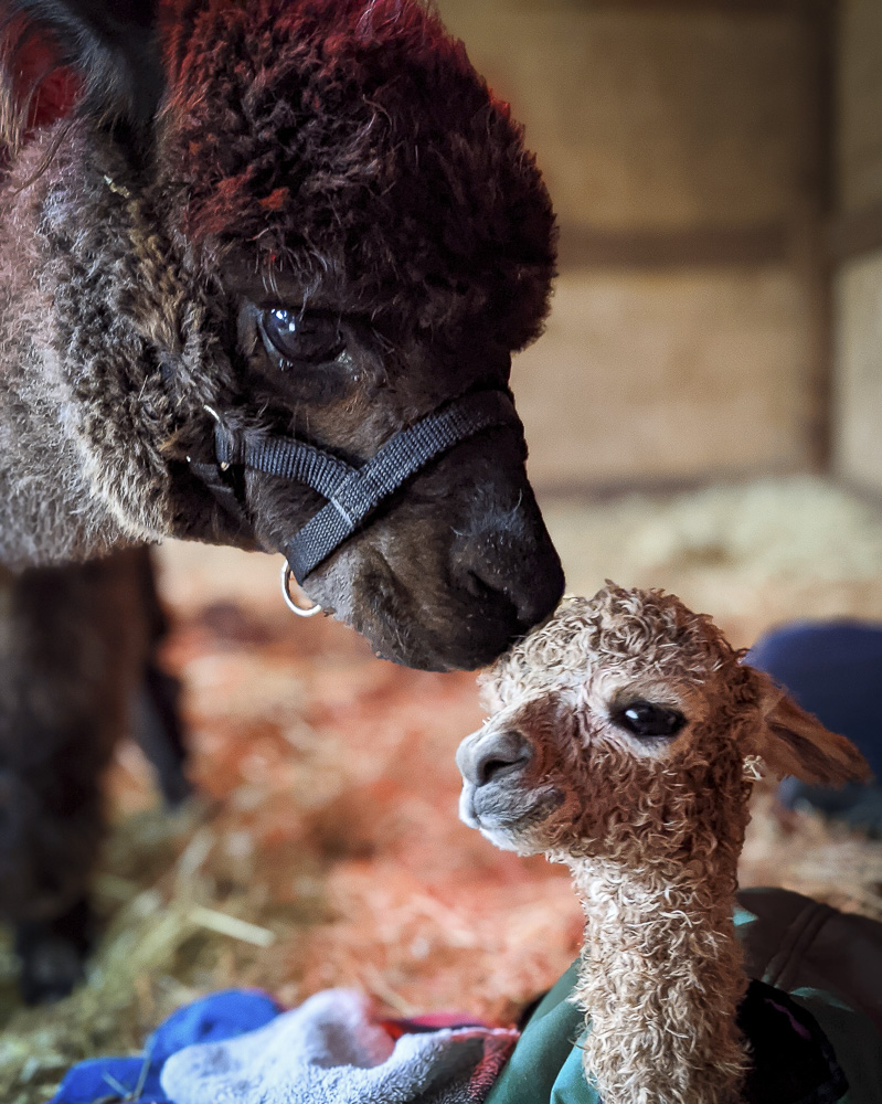 Mommy and baby's first moments