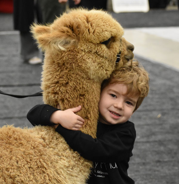 child hugging an alpaca