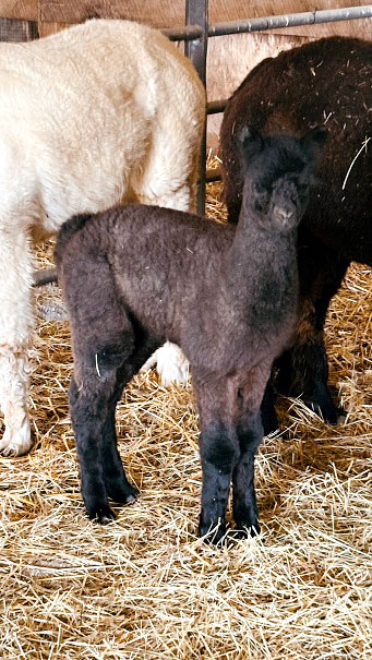 Huacaya alpaca cria at Circus City Alpacas in Peru, Indiana