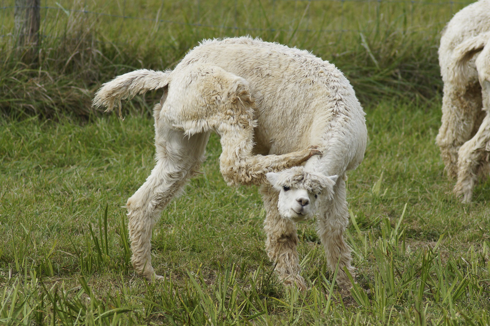 Alpaca Yoga: Tree Pose