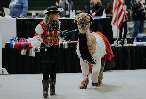 Alpaca Costume Contest
