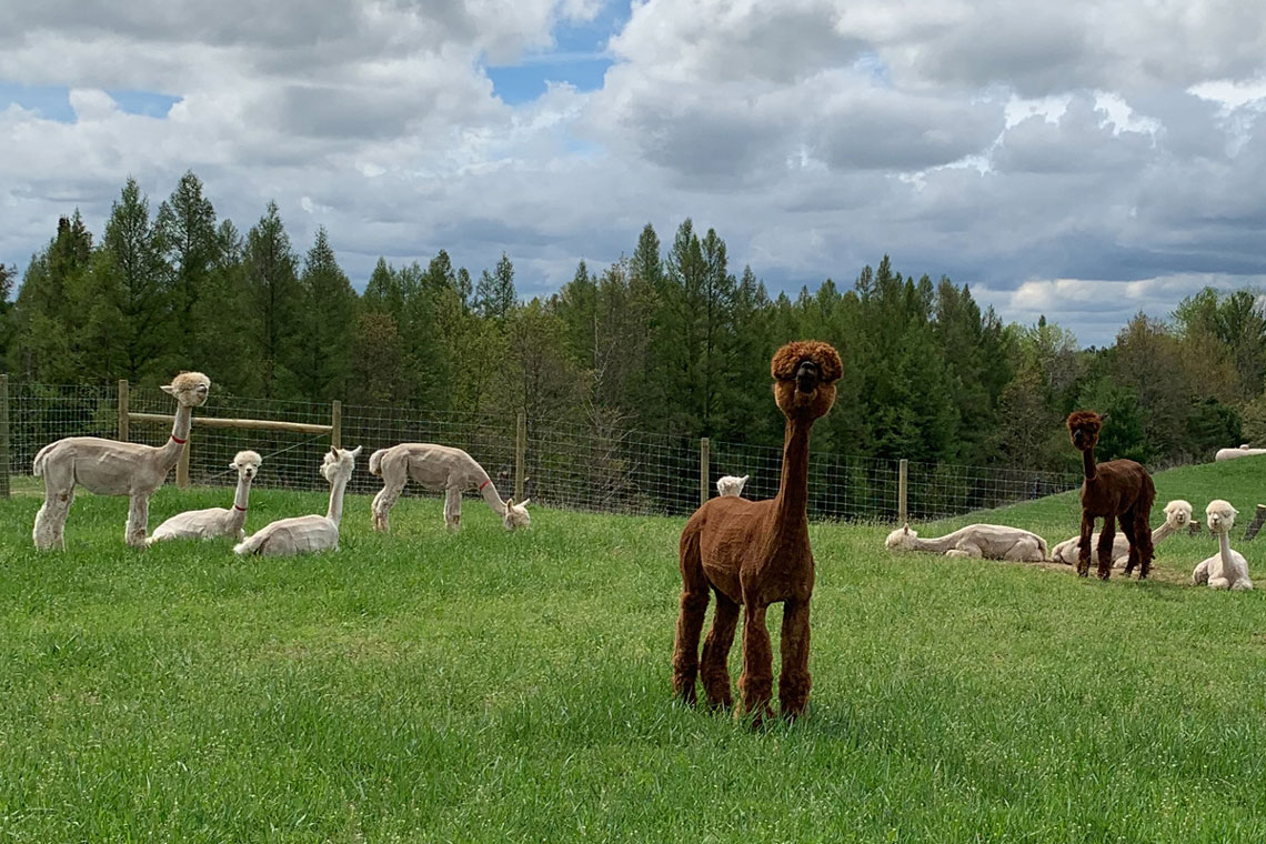 Alpacas on Pasture at Cotton Creek Farms