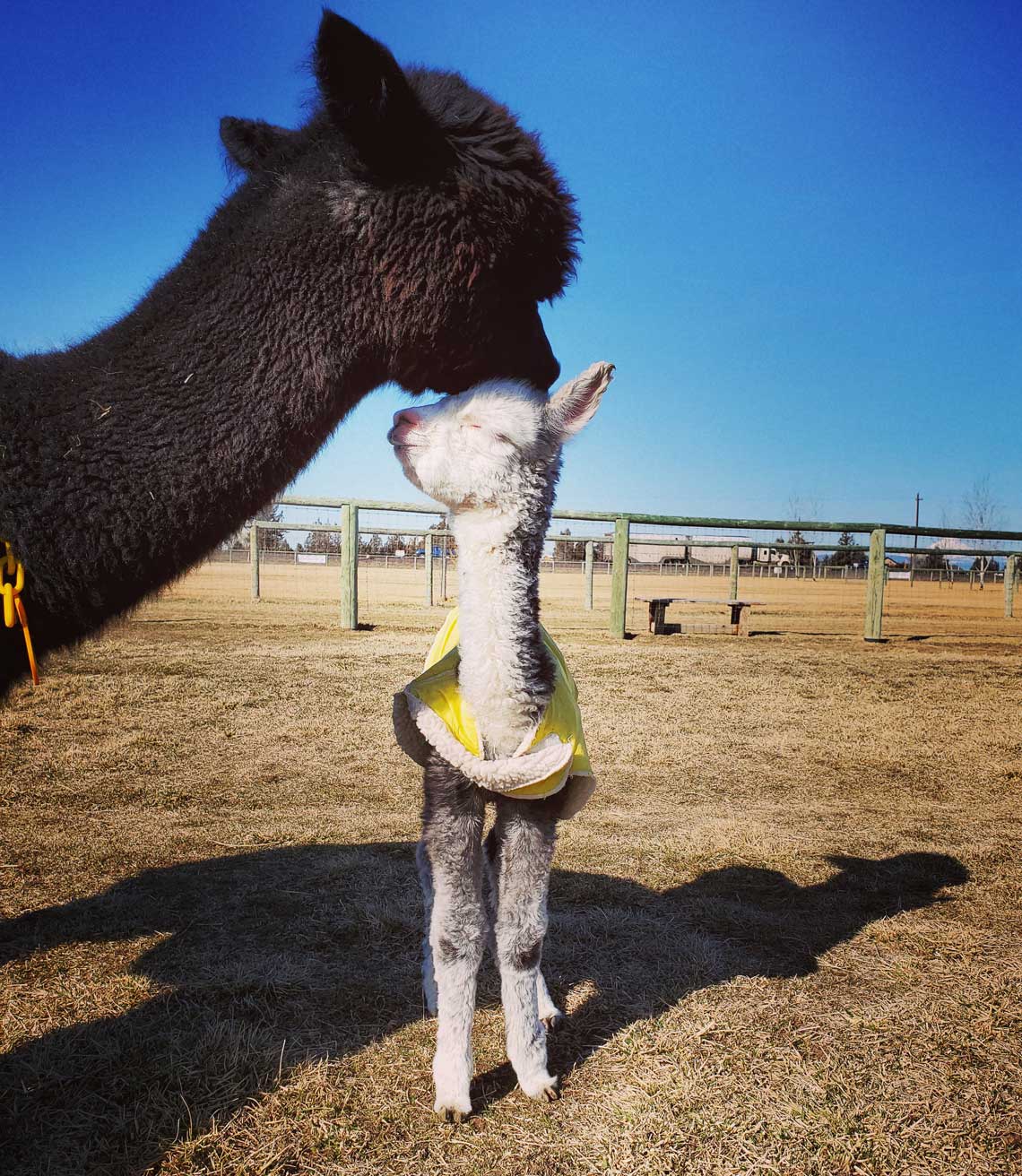 Adorable Alpacas to View