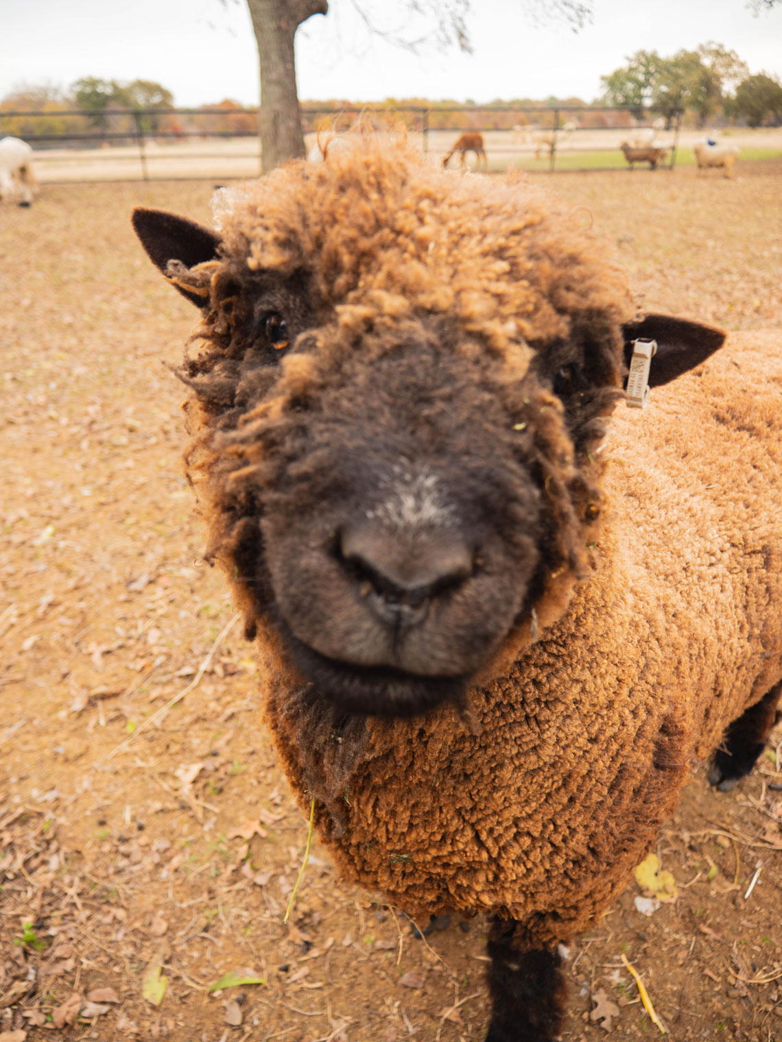 sheep at Crossed Arrows Alpacas & Fiber Mill