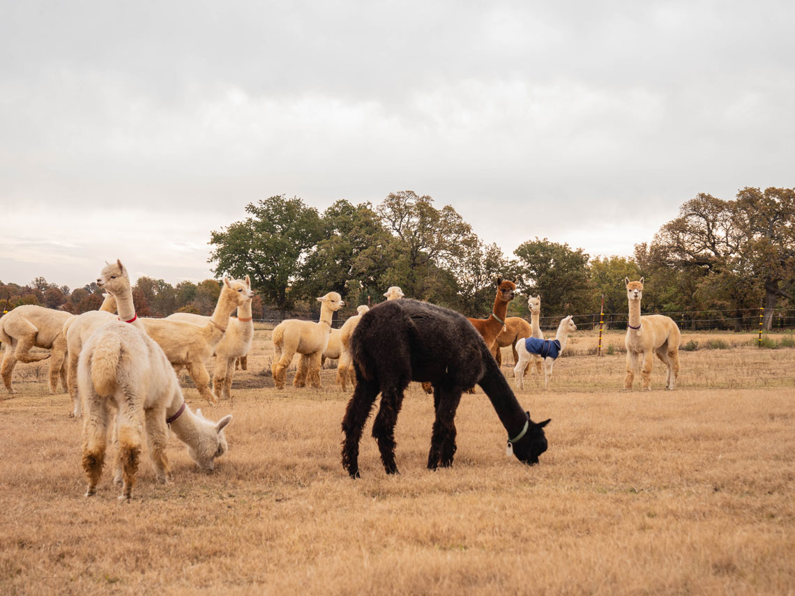 alpacas grazing in the pasture
