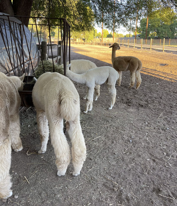 alpacas eating at Cummins Alpaca Farm