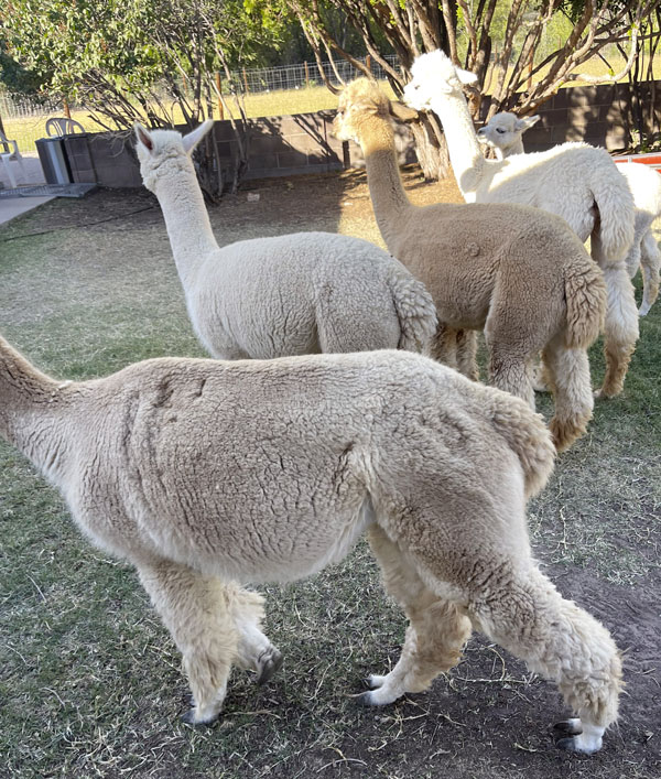 more alpacas at Cummins Alpaca Farm