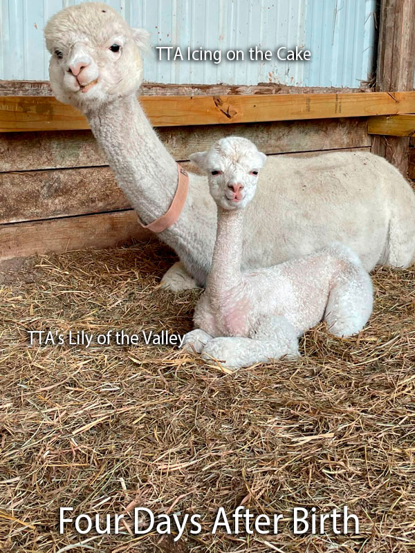 Icing on the Cake with her Cia Lily of The Valley