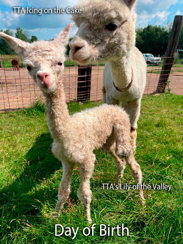 Icing on the Cake with her cria Lily of The Valley