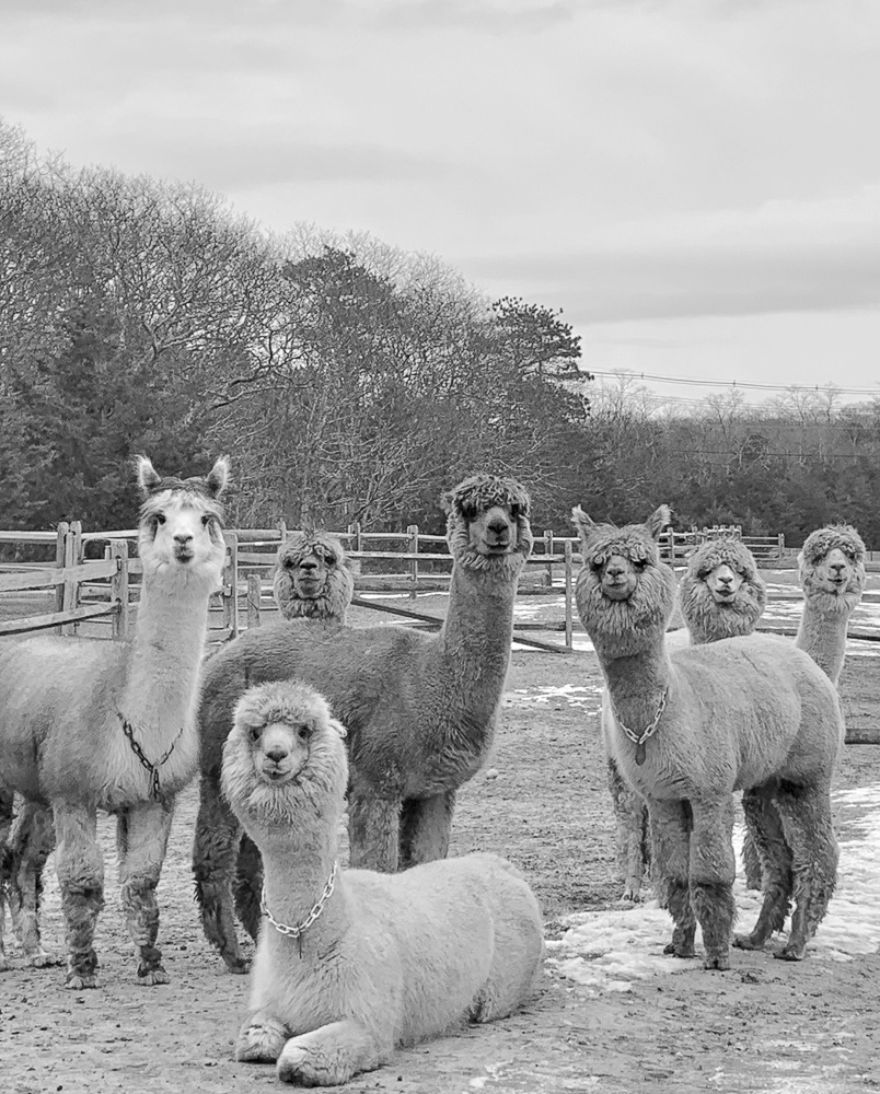 Island Alpaca Happy Herd