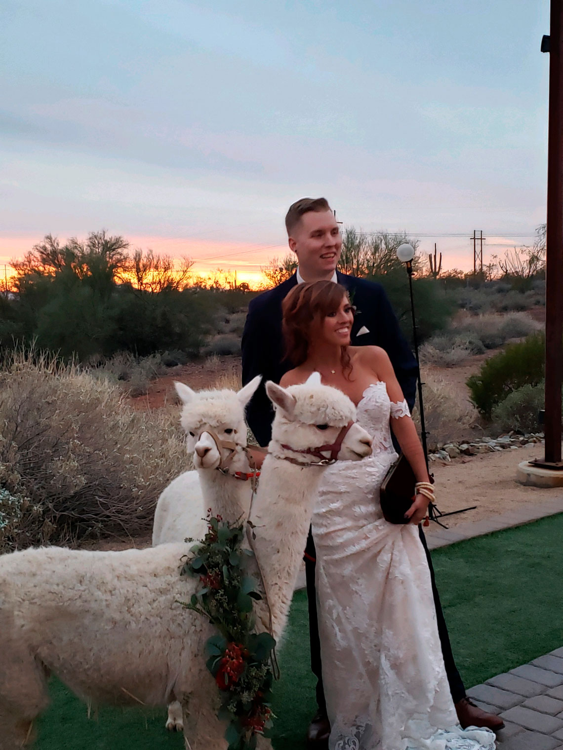 We even take the alpacas to weddings