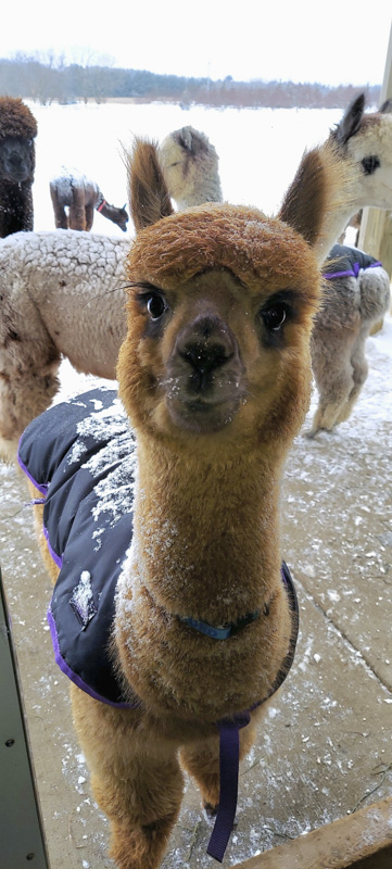 I think I look adorable in this coat!