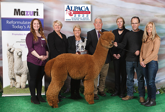 Dominant's Ricochet of Sugarland