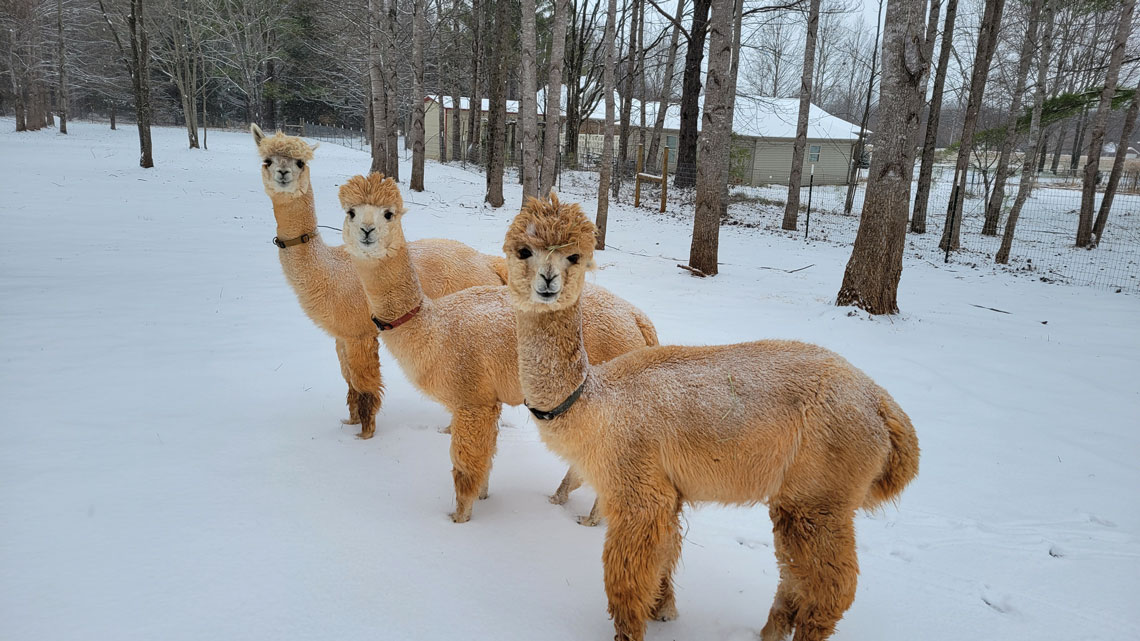 The boys all in a row