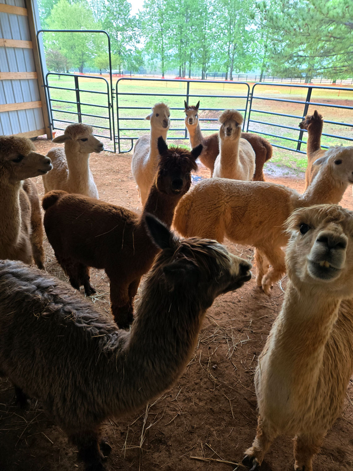 The girls waiting for the shearer