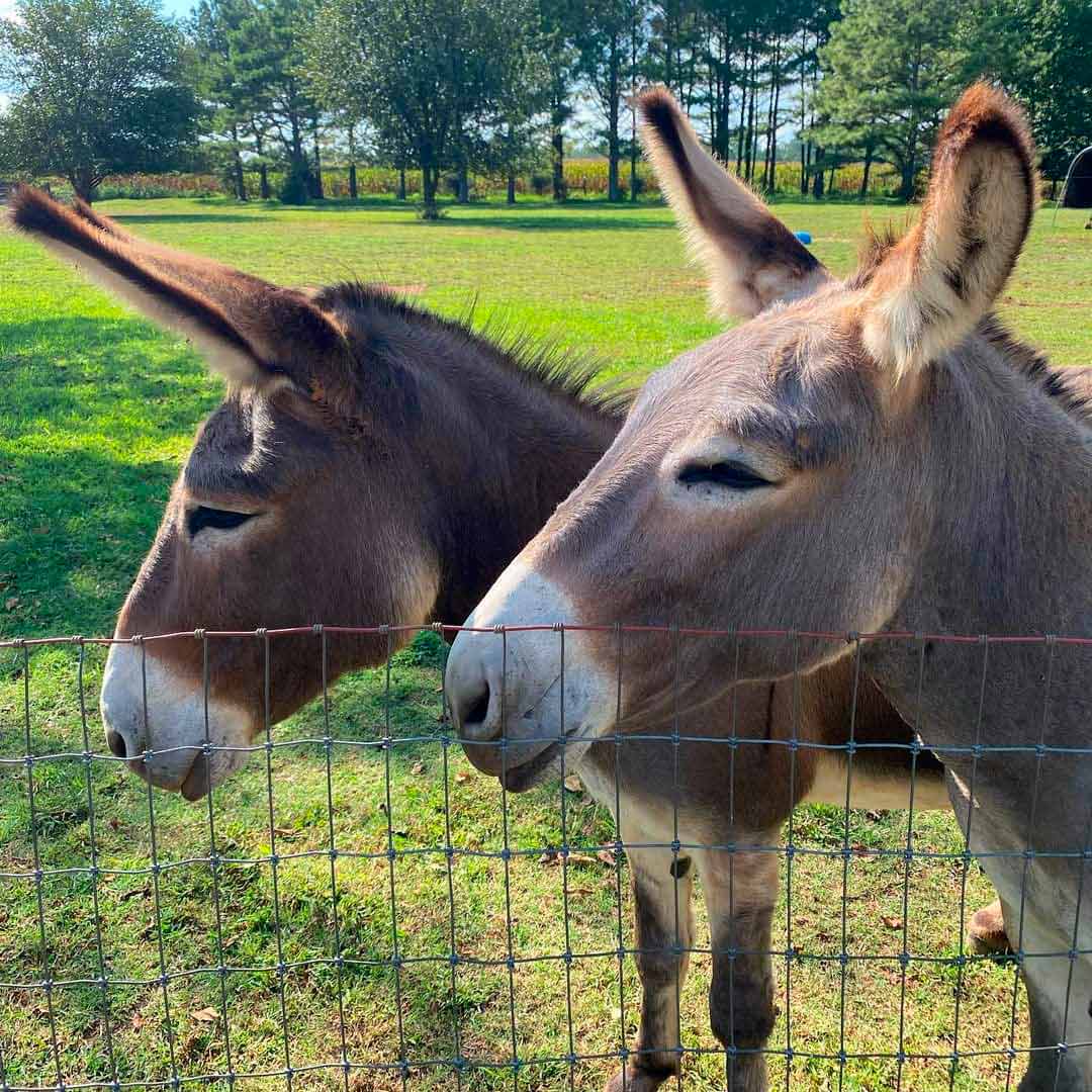 Odie and his momma Goofy
